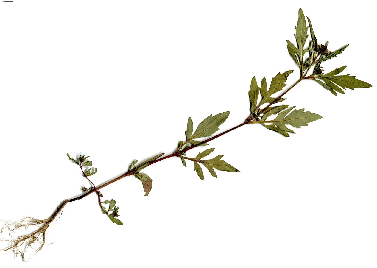 Bidens tripartita subsp. tripartita (Asteraceae)